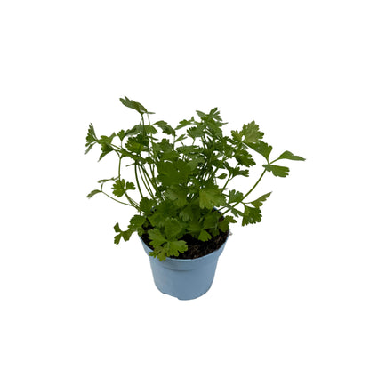 Selderij - 12cm pot
