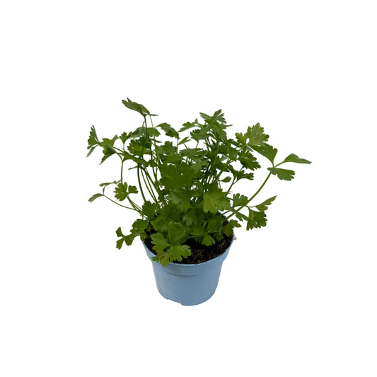 Selderij - 12cm pot