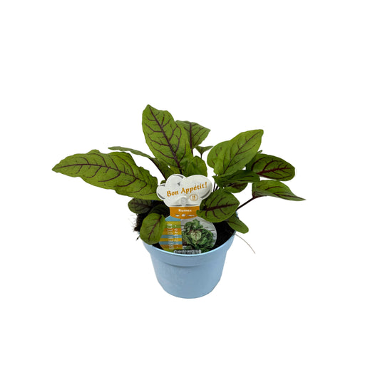 Rumex - 12cm pot