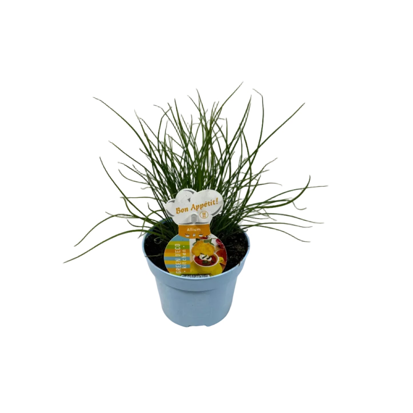 Bieslook - 12cm pot