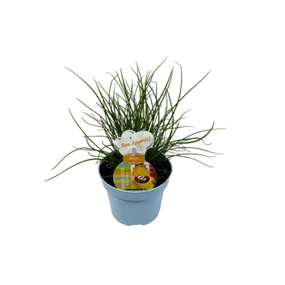 Bieslook - 12cm pot