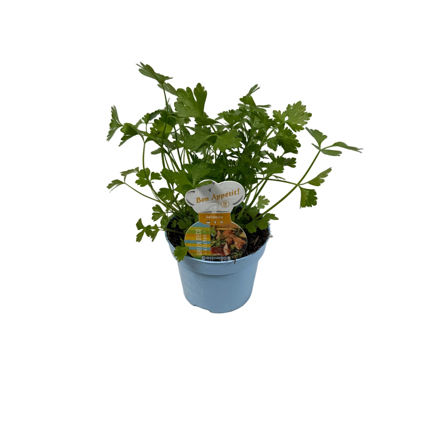 Selderij - 12cm pot
