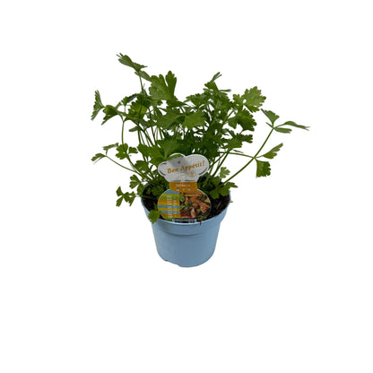 Selderij - 12cm pot