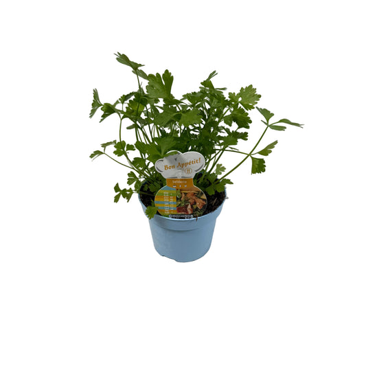 Selderij - 12cm pot