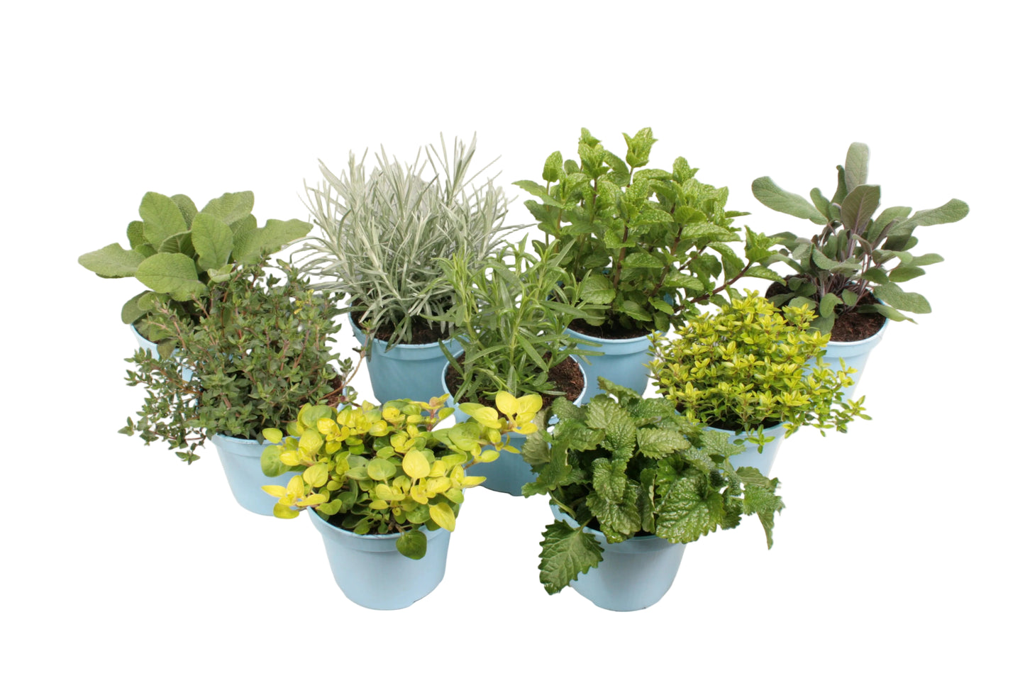 BBQ kruidenmix - 12cm pot 6 stuks
