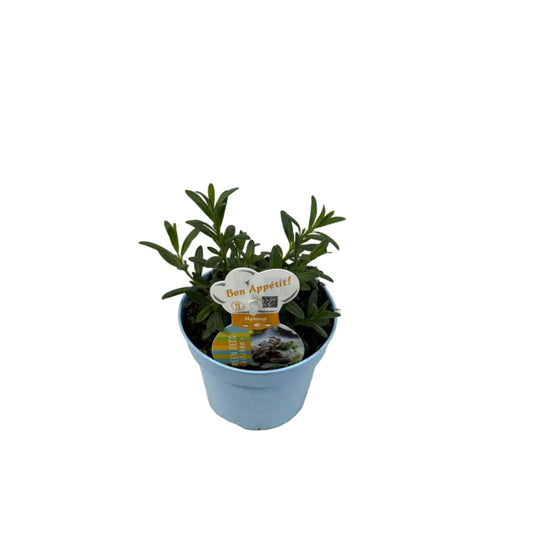 Hyssop - 12cm pot