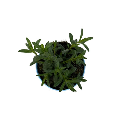Hyssop - 12cm pot