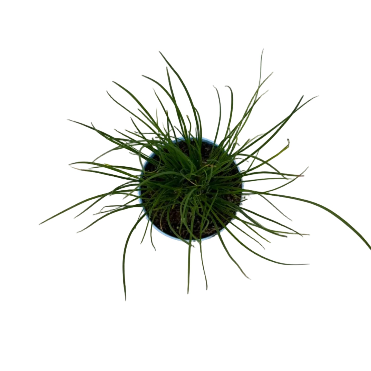 Bieslook knoflook - 12cm pot