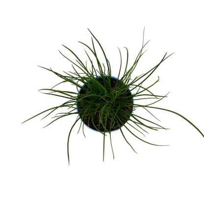 Bieslook knoflook - 12cm pot