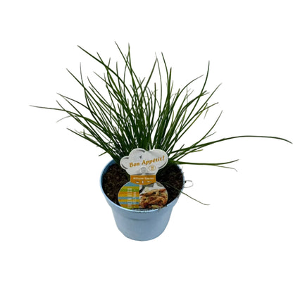 Bieslook knoflook - 12cm pot