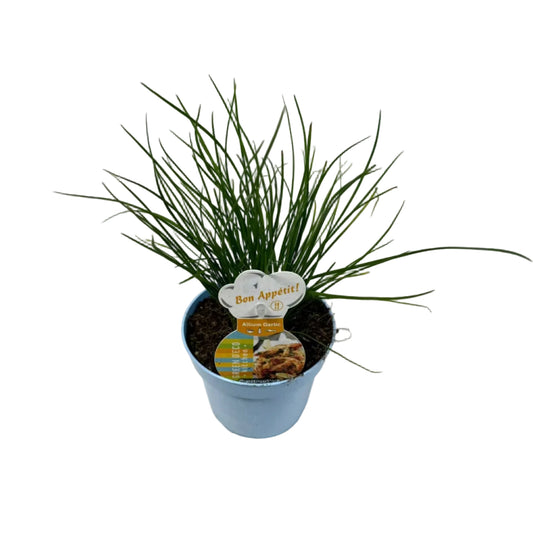 Bieslook knoflook - 12cm pot