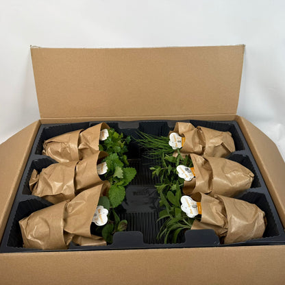 Kruidenmix - 12cm pot 6 stuks