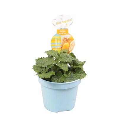 Melisse - 12cm pot