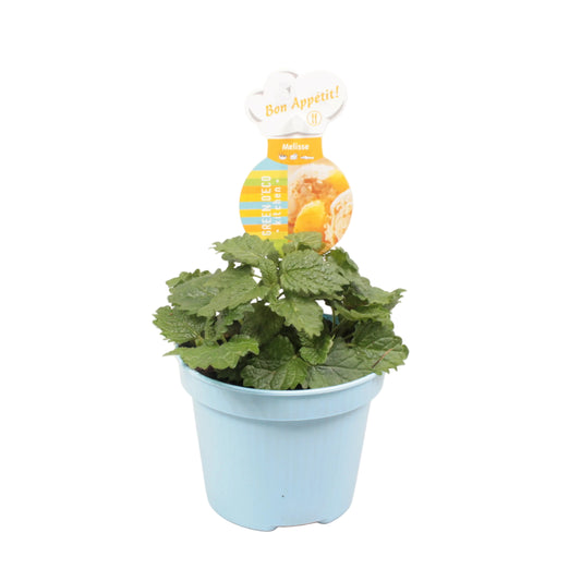 Melisse - 12cm pot