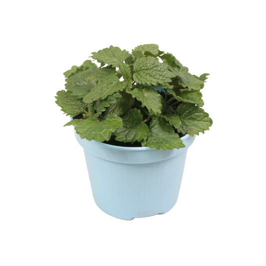 Melisse - 12cm pot