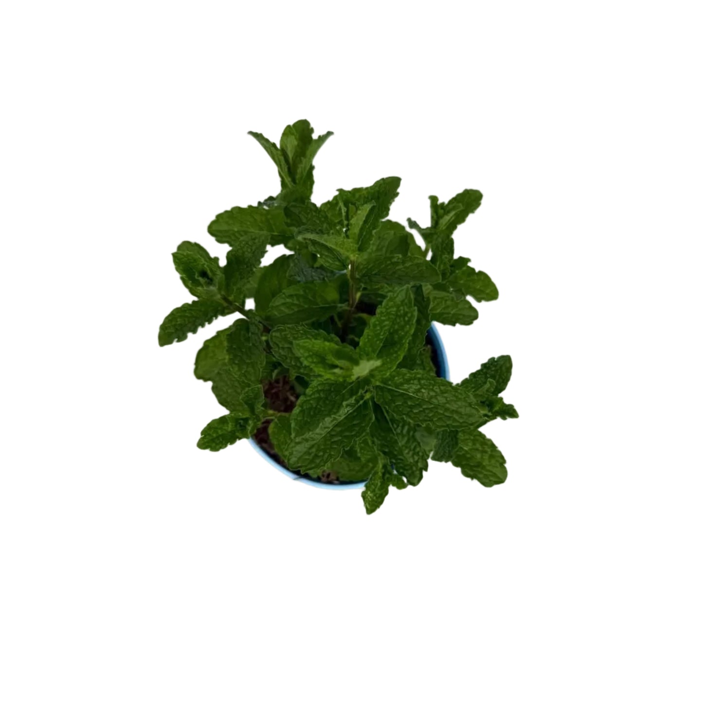 Munt Marokkaans - 12cm pot