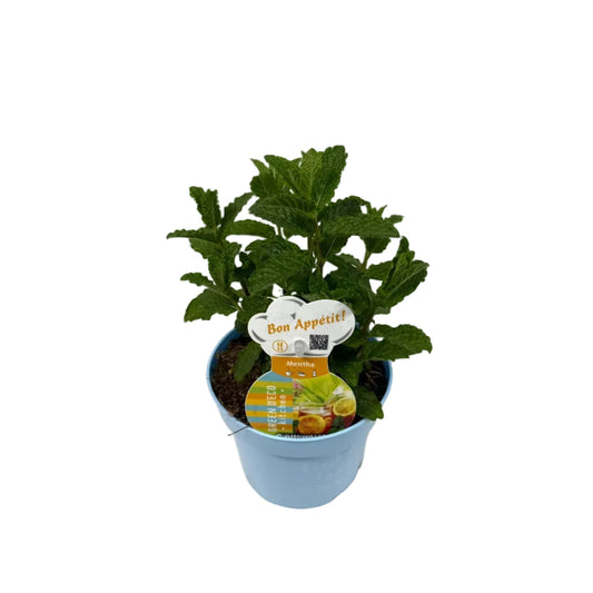 Munt Marokkaans - 12cm pot
