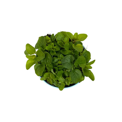 Origanum geel - 12cm pot