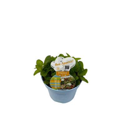Origanum geel - 12cm pot