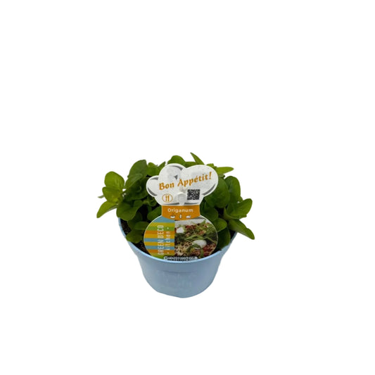 Origanum geel - 12cm pot