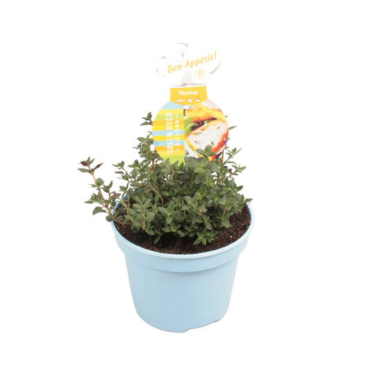 Tijm - 12cm pot