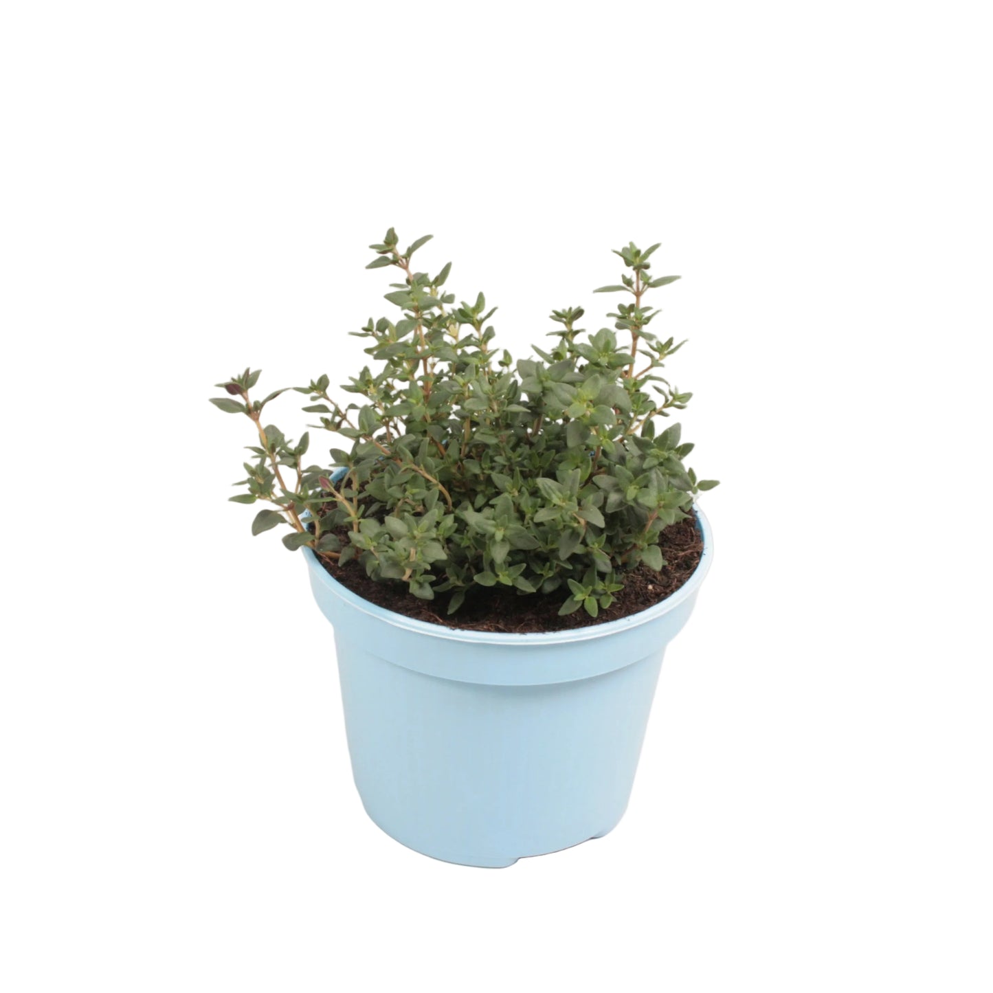 Tijm - 12cm pot