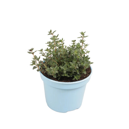 Tijm - 12cm pot
